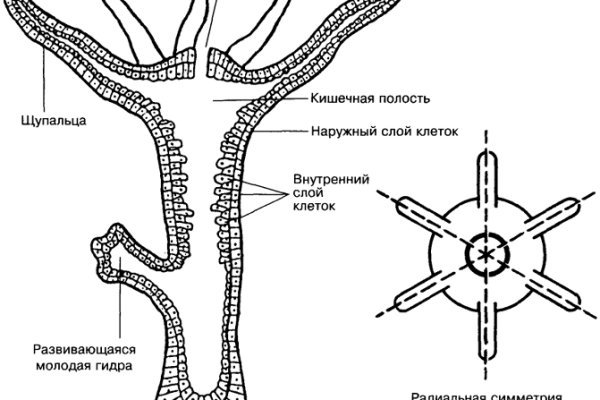 Как вывести с кракена